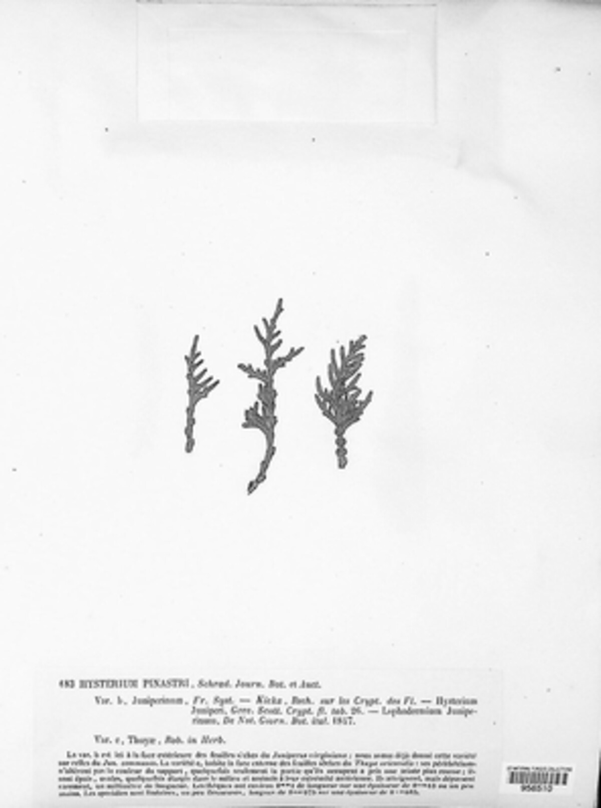 Lophodermium pinastri image